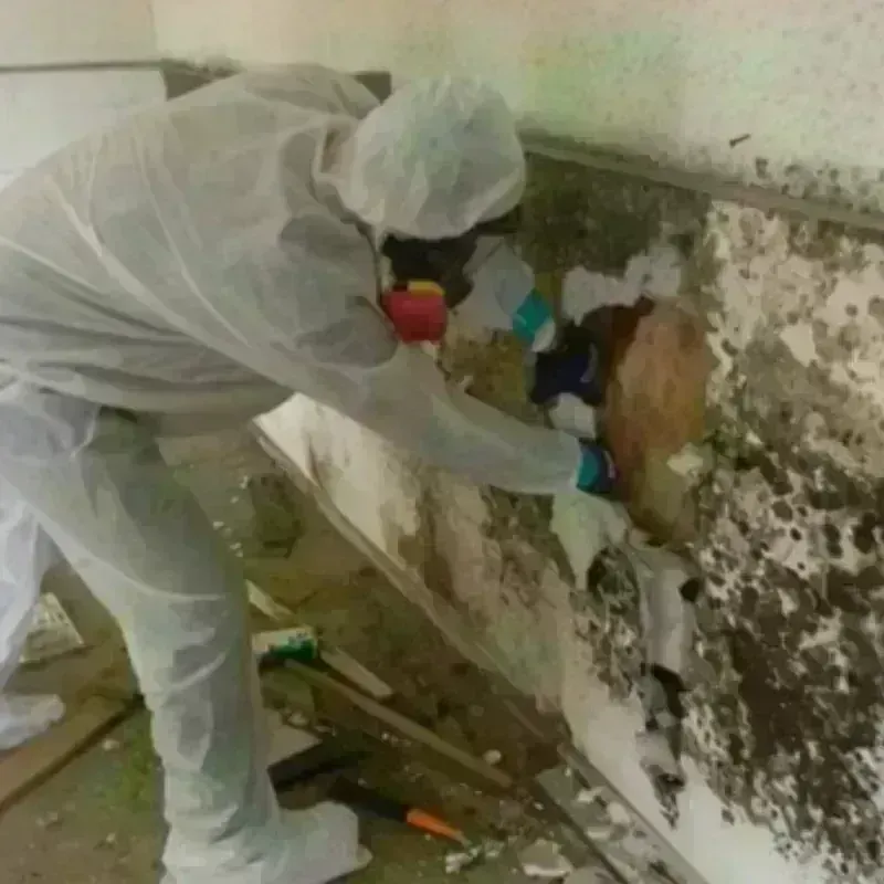 Mold Remediation and Removal in Sanborn County, SD